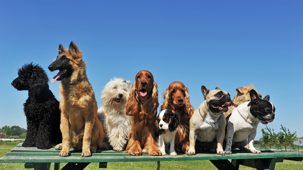 How to - Select the Right Dog Breed
