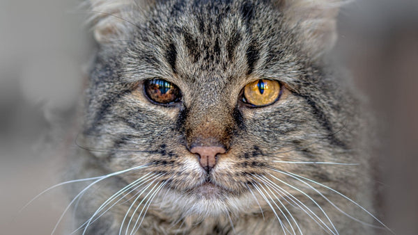 senior grey tabby cat