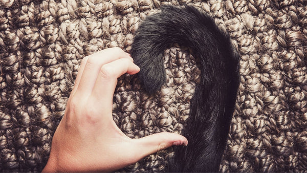 Human hand making a heart with a cat's tail - Norsh - Cats and their tails