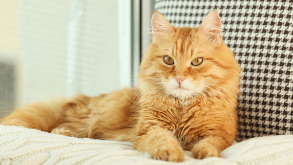 Pedigree ginger cat on cushion