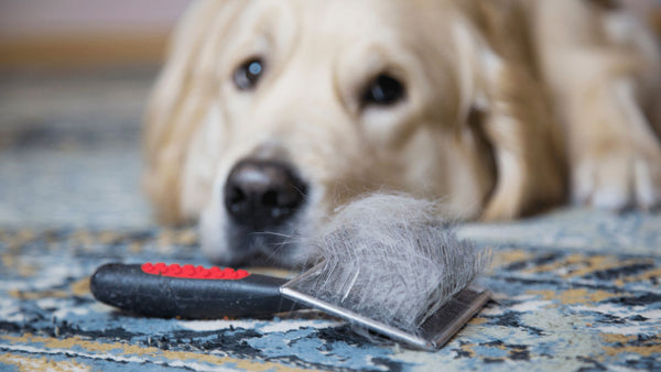 Dogs & Shedding - by an exasperated dog owner