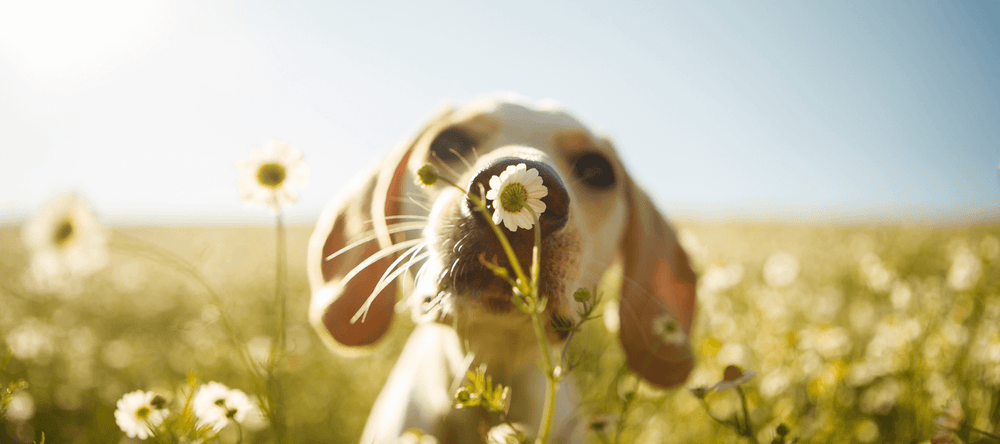 Dog in a field sniffing a daisy on a sunny day