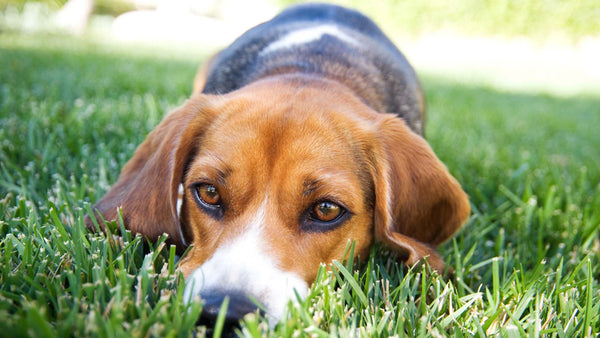 Beagle X lying in the grass ready to pounce