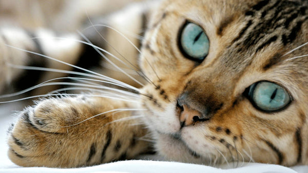 Tabby cat closeup looking at camera with big piercing blue eyes
