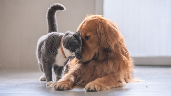 Can cats & dogs really be friends?