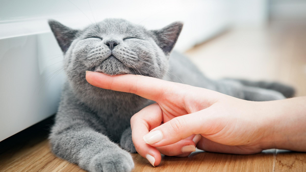 How to - keep a Happy & Healthy Cat