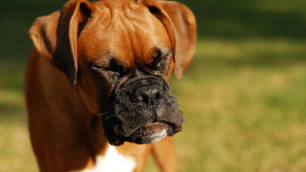 Boxer dog sneeze