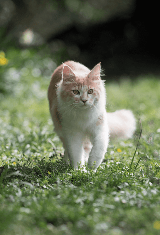 Ginger and white cat walking through the grass