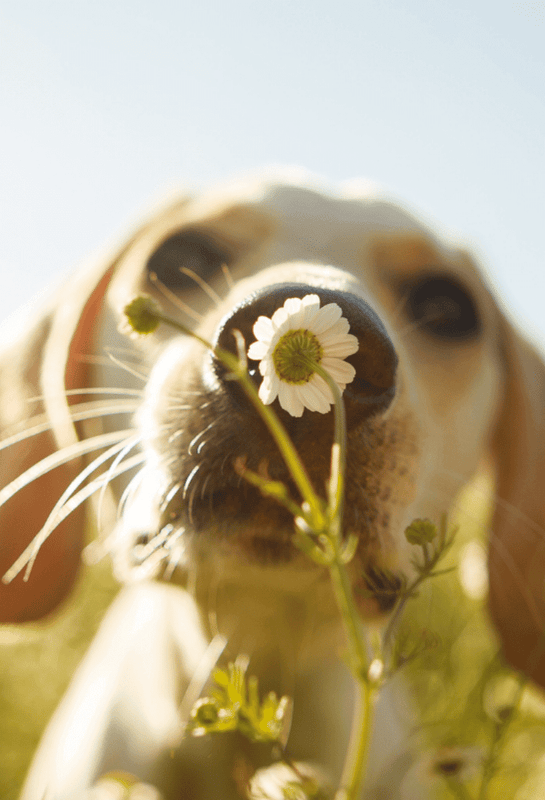 Dog in a field sniffing a daisy in the sunshine