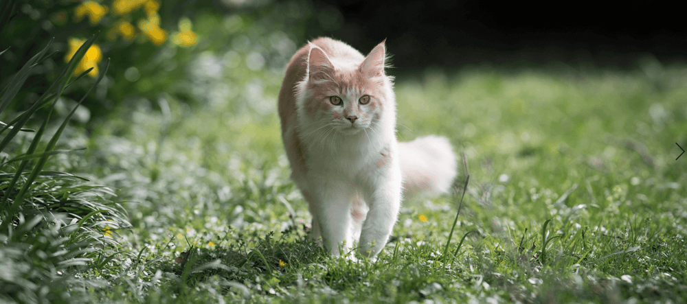 Ginger and white cat walking through the grass on a sunny day