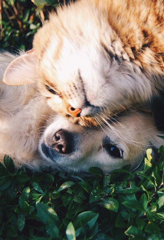 dog and cat lying together in grass