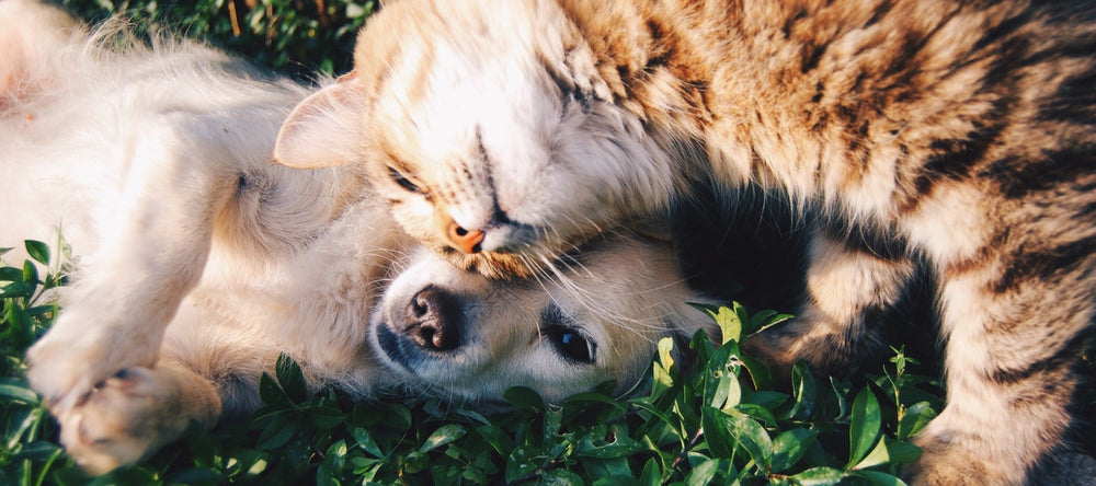 Dog and cat lying in grass together