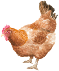 Free-range chicken illustration